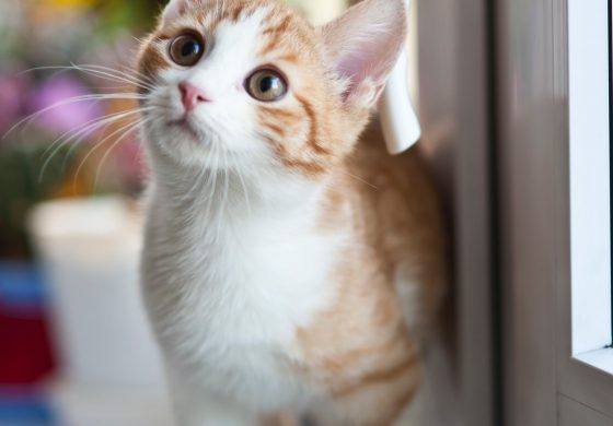 De geheimen van een goed kattenluik