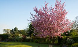 Je tuin opknappen in enkele stappen